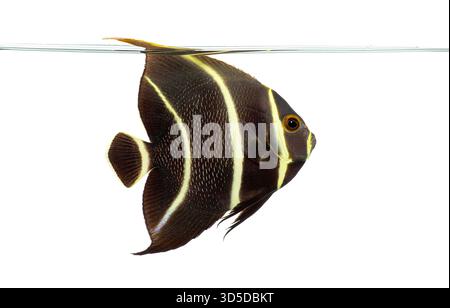 Sub-adulte französische Engelsfische, Pomacanthus paru, Schwimmen und Auftauchen Stockfoto