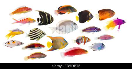 Sammlung von farbenfrohen tropischen Fischen verschiedener Arten, die auf einem weißen Hintergrund schwimmen, ideal für Meereslebewesen und Aquarienkonzepte Stockfoto