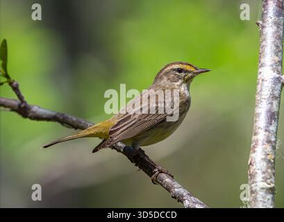 Palm Warbler thront auf einem Zweig in der Nähe von Memphis, Tennessee, und zeigt sein helles Gefieder in einer natürlichen Umgebung. Stockfoto