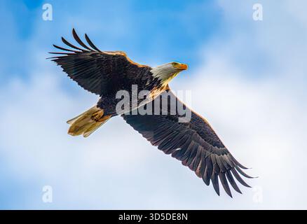 Erwachsener Weißkopfadler fliegen mit ausgebreiteten Flügeln im Trempealeau National Wildlife Refuge in der Driftless Area, Wisconsin. Stockfoto