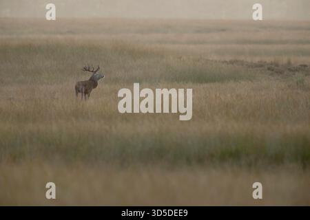 Europäischer Rothirsch (Cervus elaphus) in breiter Steppe, wunderbares atmosphärisches Licht, steht in typischer Umgebung. Stockfoto