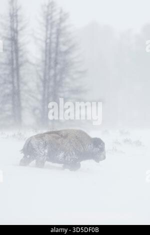 American Bison / Amerikanischer Bison (Bison Bison) in einem Schneesturm, alleinerwachsener Einzelgänger, Spaziergang durch wehenden Schnee, Yellowstone National Park, Wyoming, USA. Stockfoto
