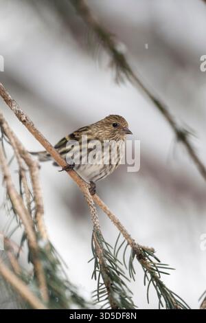Erlenzeisig Kiefer / Fichtenzeisig (Spinus Pinus) thront in einem Nadelbaum-Baum, Erwachsene im Winter, Yellowstone-Gebiet, USA. Stockfoto