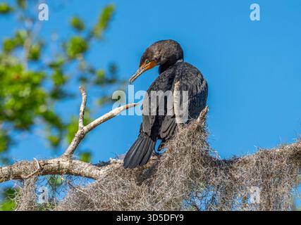 Doppelhaubenkormoran im St. Marks National Wildlife Refuge in Florida. Stockfoto