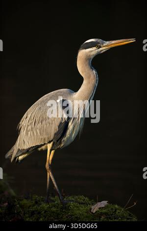 Graureiher / Graureiher (Ardea cinerea) steht in herrlichem Rampenlicht an einem Ufer eines Gewässers. Stockfoto