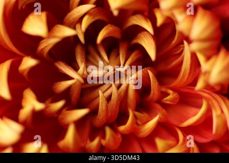 Ein Makrofoto einer rot-goldenen Gartenchrysantheme, die seine komplexe Blütenblattstruktur und leuchtenden Herbstfarben zeigt. Die Nahaufnahme Stockfoto