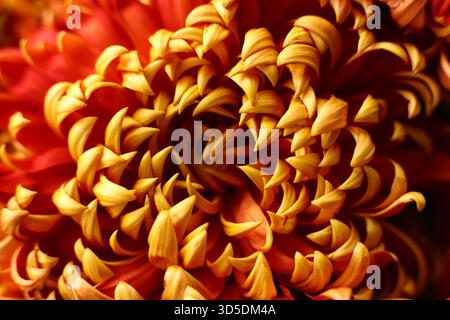 Ein Makrofoto einer rot-goldenen Gartenchrysantheme, die seine komplexe Blütenblattstruktur und leuchtenden Herbstfarben zeigt. Die Nahaufnahme Stockfoto