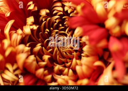 Ein Makrofoto einer rot-goldenen Gartenchrysantheme, die seine komplexe Blütenblattstruktur und leuchtenden Herbstfarben zeigt. Die Nahaufnahme Stockfoto