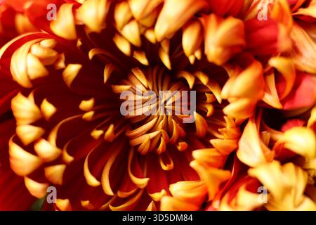 Ein Makrofoto einer rot-goldenen Gartenchrysantheme, die seine komplexe Blütenblattstruktur und leuchtenden Herbstfarben zeigt. Die Nahaufnahme Stockfoto