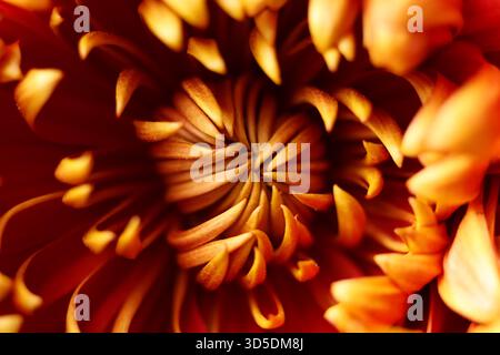 Ein Makrofoto einer rot-goldenen Gartenchrysantheme, die seine komplexe Blütenblattstruktur und leuchtenden Herbstfarben zeigt. Die Nahaufnahme Stockfoto