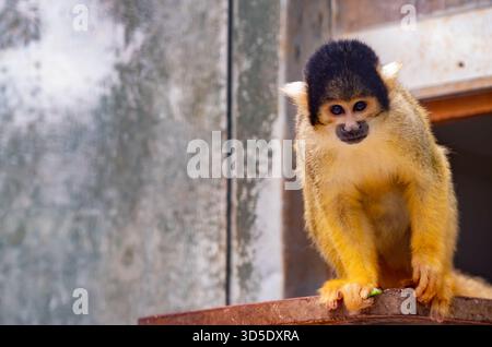 Ein neugieriger Eichhörnchenaffe mit gelben Gliedmaßen und dunklem Gesicht steht auf einer Holzplattform in einem Gehege. Stockfoto