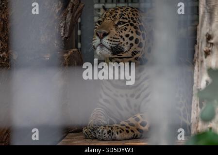 Ein Leopard, der hinter einem Zaun in einem Zoogehege ruht und sein gemustertes Pelz und seine ruhige Haltung zeigt. Stockfoto