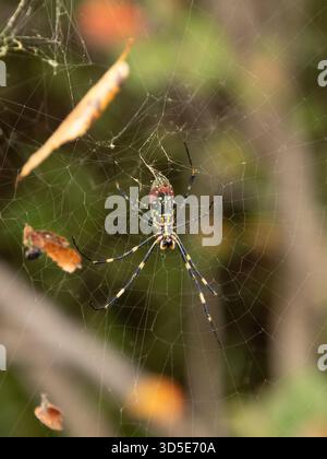 Joro Spinnen (Trichonephila clavata) Golden Silk Orb Web Spider große weibliche weibliche in Tokio, Japan Stockfoto
