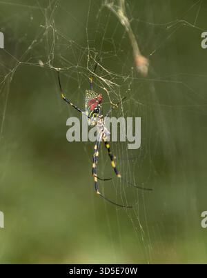 Joro Spinnen (Trichonephila clavata) Golden Silk Orb Web Spider große weibliche weibliche in Tokio, Japan Stockfoto