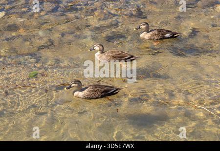 Die Ostschnabelente (Anas zonorhyncha) im Fluss Takayama, Japan Stockfoto