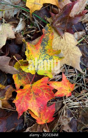 Ein paar farbenfrohe Herbstblätter liegen im Gras eines Parks in Wisconsin, aufgenommen mit einer künstlerischen Komposition, die saisonale Farben hervorhebt Stockfoto