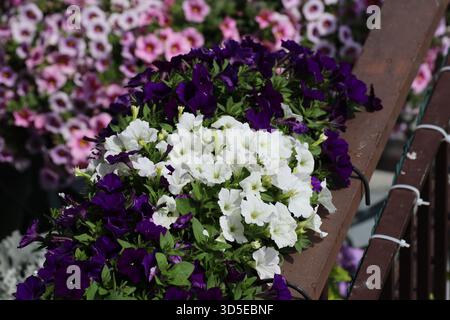 Balkonblume mit Blumenstrauß, violetten und weißen Petunien (Blick von oben) Stockfoto