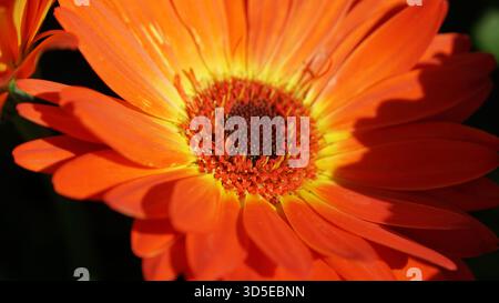 Der auffällige Kontrast zwischen dem üppigen grünen Laub und der Gerbera Gänseblümchenblume in kräftiger Orange ist perfekt für jedes Arrangement. Stockfoto