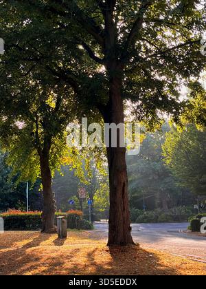 Eine ruhige Morgenszene in einem Hull Park mit hohen Bäumen, die lange Schatten auf einem ruhigen Pfad werfen. Stockfoto