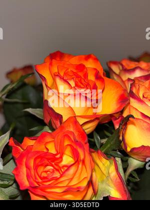 Eine Nahaufnahme im Makrostil mit leuchtenden orangen und gelben Rosen in Blüte mit detaillierten Blütenblättern und satten Farbverläufen. Stockfoto
