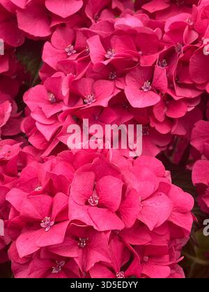 Eine lebendige Nahaufnahme im Makrostil mit leuchtend rosa Hortensie-Blüten mit satten Farben und zarten Blütenblättern. Gefangen in Hull, England Stockfoto