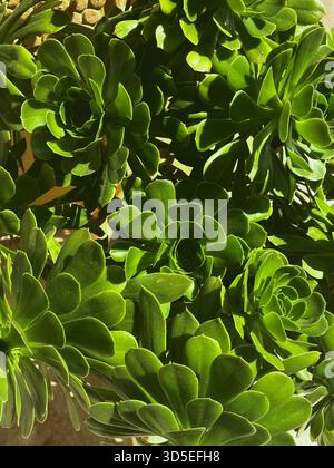 Detaillierte Nahaufnahme einer saftigen Pflanze mit dicken, leuchtend grünen Blättern in Alicante, Spanien. Zeigt natürliche Muster und Texturen an Stockfoto
