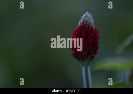 Nahaufnahme einer im natürlichen Licht blühenden Blüte des Purpurklees Trifolium incarnatum. Das Bild zeigt die lebendige rote Farbe und die feinen Details dieses Wild Stockfoto