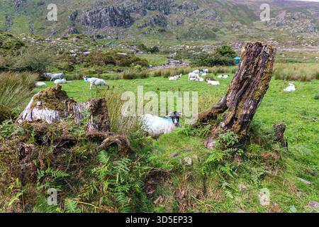 Schafe in Gap of Dunloe, County Kerry, Irland Stockfoto