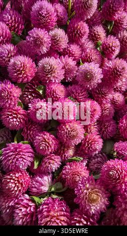 Nahaufnahme der Globus-Amaranth-Blume. Die Pflanze, die in der traditionellen Medizin für die Teeproduktion, für getrocknete Blumenarrangements und Potpourri verwendet wird. Stockfoto