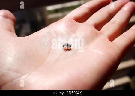 Hand hält eine tote Biene aus der Euglossa-Orchidee, die für ihre hellen Metallic-Farben bekannt ist, die oft grün, blau oder lila sind Stockfoto