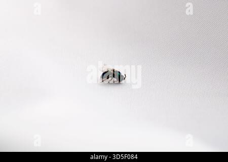 Orchideenbiene - Euglossa, bekannt für seine hellen Metallic-Farben, die oft grün, blau oder lila sind Stockfoto