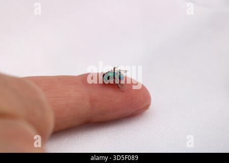 Ein Finger hält eine tote Biene aus der Euglossa-Orchidee, bekannt für ihre brillanten Metallic-Farben, die normalerweise grün, blau oder lila sind Stockfoto