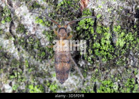Willowsia nigromaculata ist ein Mitglied der Familie Entomobryidae, manchmal auch als Slender Springschwänze bezeichnet, Klasse Collembola. Stockfoto