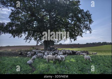 Schafe (Ovis aries) weiden unter einer großen Eiche (Quercus), Mecklenburg-Vorpommern, Deutschland Stockfoto