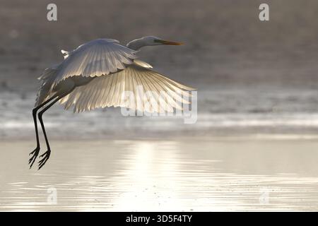 Großreiher, (Egretta alba), Großreiher im Flug, Rücklicht, Lausitzer, Sachsen, Deutschland Stockfoto