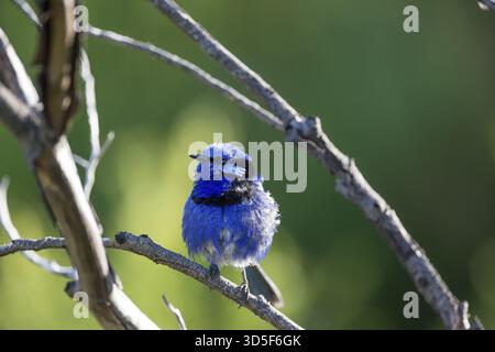 Männliche Splendid Fairy-Wren (Malurus Splendens), Prevelly, Margaret River Region, Western Australia Stockfoto