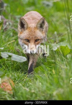 Eine Rotfuchse (Vulpes vulpes) bewegt sich leise durch langes Gras und zeigt die typische Wachhaltung dieses einheimischen britischen Raubtiers. Stockfoto
