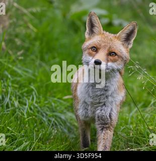 Rotfuchse (Vulpes vulpes), die durch Gras laufen. Stockfoto