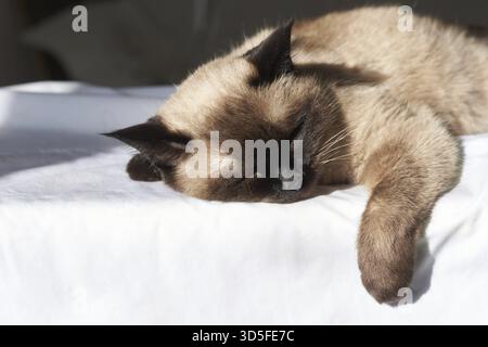 Siamkatze schläft friedlich auf weißem Laken im Sonnenlicht, mit weichem Pelz und dunklen Ohren entspannt Stockfoto