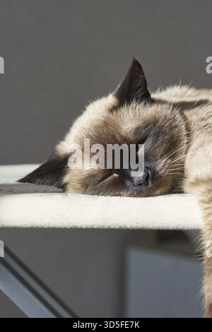 Siamkatze schläft friedlich an einem sonnigen Tag drinnen Stockfoto