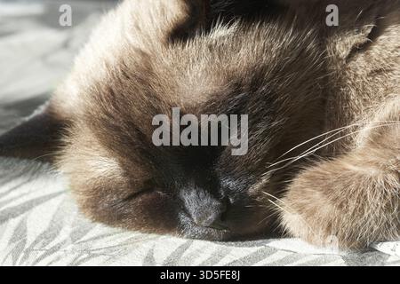 Siamkatze schläft friedlich auf sonnendurchfluteter Oberfläche mit weichem Pelzdetail aus nächster Nähe Stockfoto