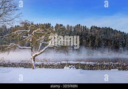 Schneebedeckter immergrüner Baum vor dem nebeligen Tülersee und eine Winterwaldlandschaft in Aeugst am Albis, Schweiz Stockfoto