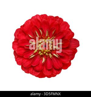 Blick von oben auf rote Zinnia elegante Blume auf weißem Hintergrund isoliert Stockfoto