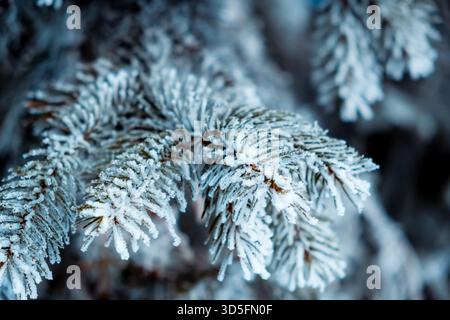 Fichtenzweige bedeckt mit weißer Raureif-Nahaufnahme. Eingefrorene Pflanze, Seitenansicht. Wintersaison. Walddetails. Schönheit in der Natur. Frostig sonnig Stockfoto