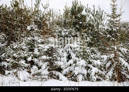 Winterwald mit schneebedeckten Kiefern und Pulverschnee in ländlicher Wildnis Stockfoto