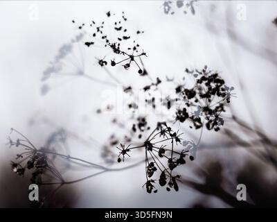 Blumige Zärtlichkeit. Abstraktes Schwarz-weiß-Bild empfindlicher Samenköpfe vor weichem Hintergrund. Dieses künstlerische Foto fängt das komplizierte DE ein Stockfoto