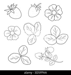 Vektor-Set mit Erdbeeren, Blättern, Blumen und Zweigen. Schwarz-weiße Strichgrafik auf weißem Hintergrund. Perfekt für Design, Malbuch, Verpackung und Drucke Stock Vektor