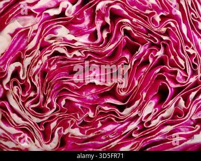 Die Nahaufnahme des leuchtenden violetten Kohls zeigt komplexe Blattmuster und -Texturen, die natürliche Schönheit und organische Designelemente hervorheben. Stockfoto