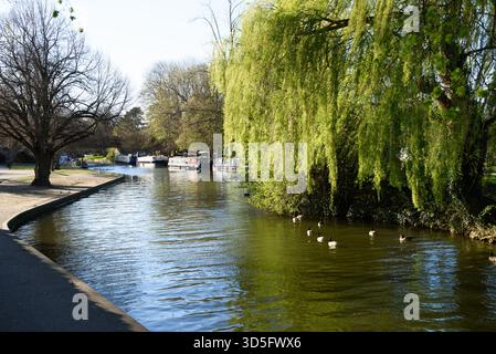 Hausbootkähne, die an einem Fluss mit bewaldeten Ufern an einem sonnigen Frühlingstag vertäut sind. Eine schöne Weide steht im Vordergrund Stockfoto