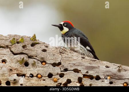 Männlicher Eichelspecht (Melanerpes formicivorus) an einer toten Extremität, die zur Lagerung von Eicheln verwendet wird. Stockfoto